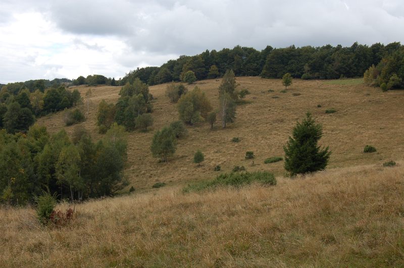 Lúky v sedle Chochuľka, vzadu kóta 1047