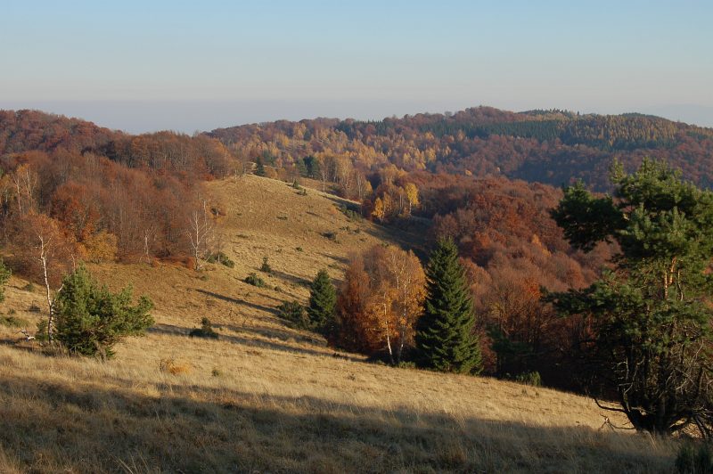 Horské lúky medzi Veľkou Javorinou a sedlom Chochuľka