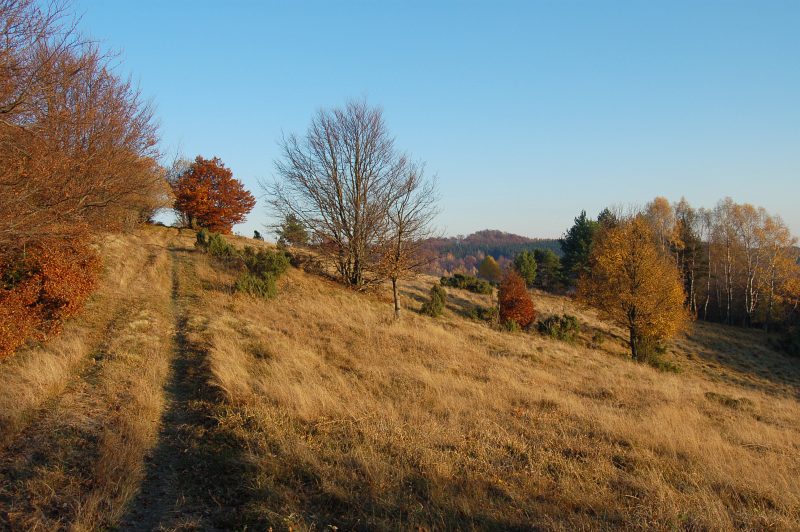 Horská lúka medzi Veľkou Javorinou a sedlom Chochuľka