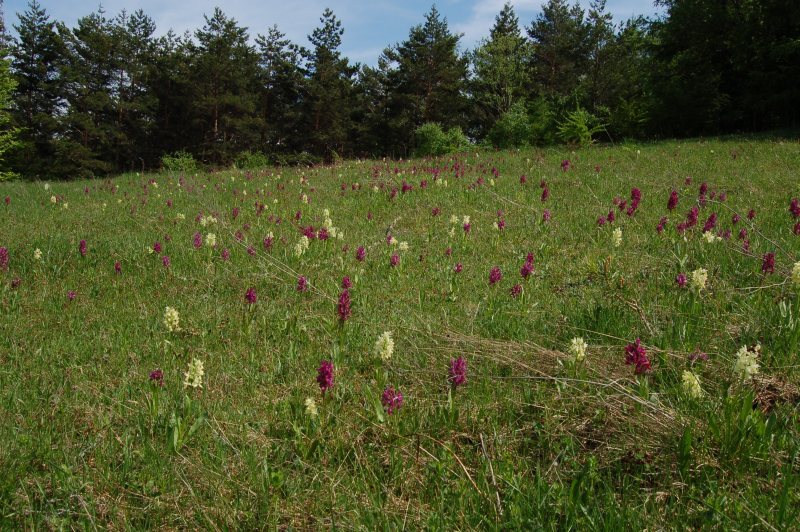 Vstavačovec bazový - Dactylorhiza sambucina