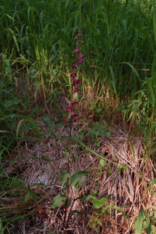 Kruštík tmavočervený pravý - Epipactis atrorubens subsp. atrorubens