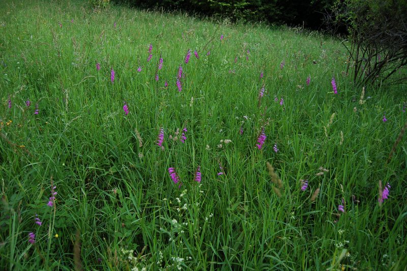 Mečík škridlicovitý - Gladiolus imbricatus