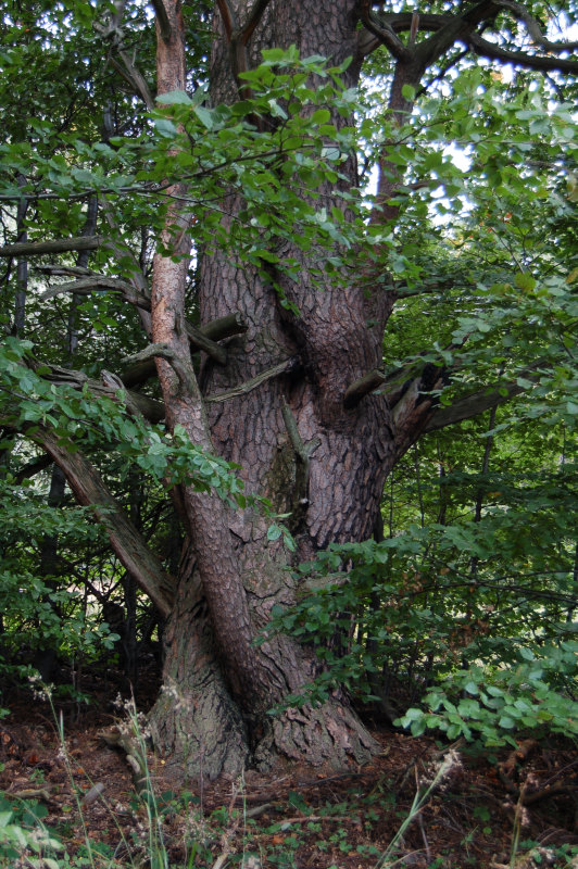 Borovica lesná - Pinus sylvestris