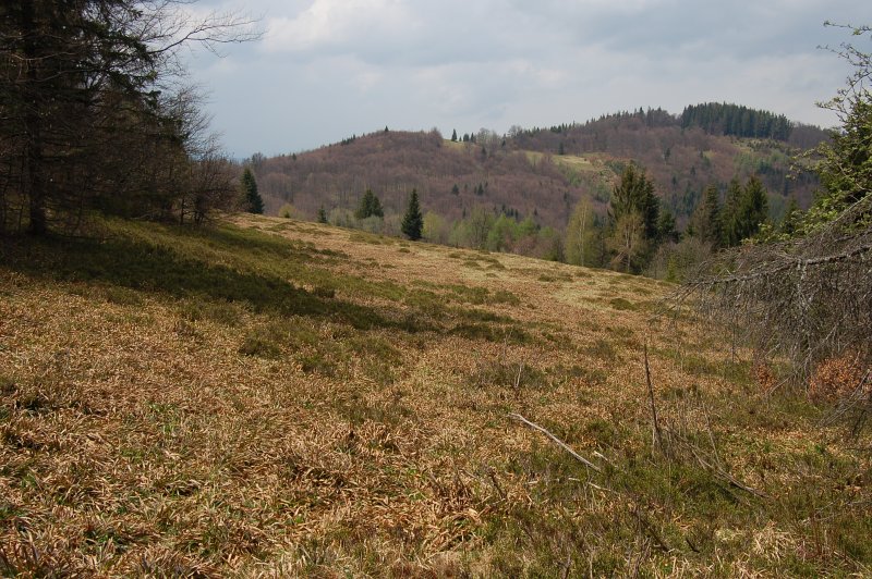 Horská lúka na severnej strane Malého Minčola porastená súvislým kobercom chlpane lesnej (Luzula sylvatica).