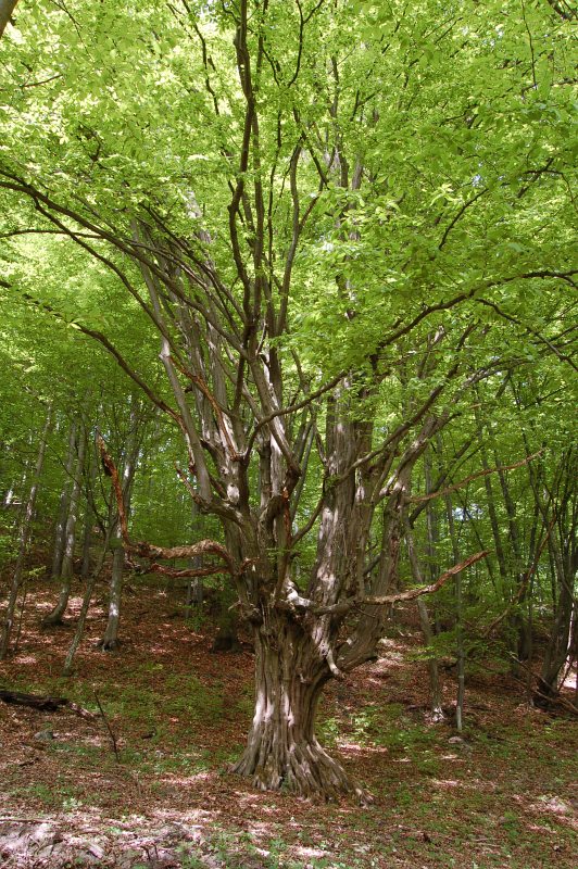 Hrab obyčajný - Carpinus betulus