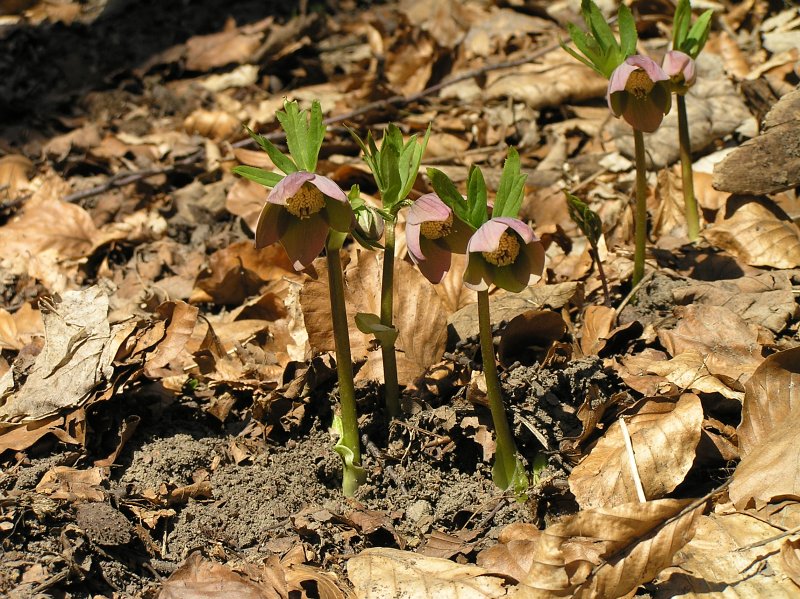 Čemerica purpurová (Helleborus purpurascens)