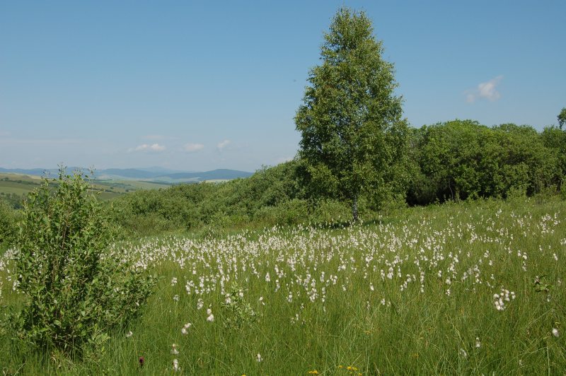 Slatina pri Šarišskom Jastrabí