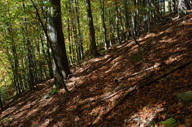 Národná prírodná rezervácia Pramenisko Tople