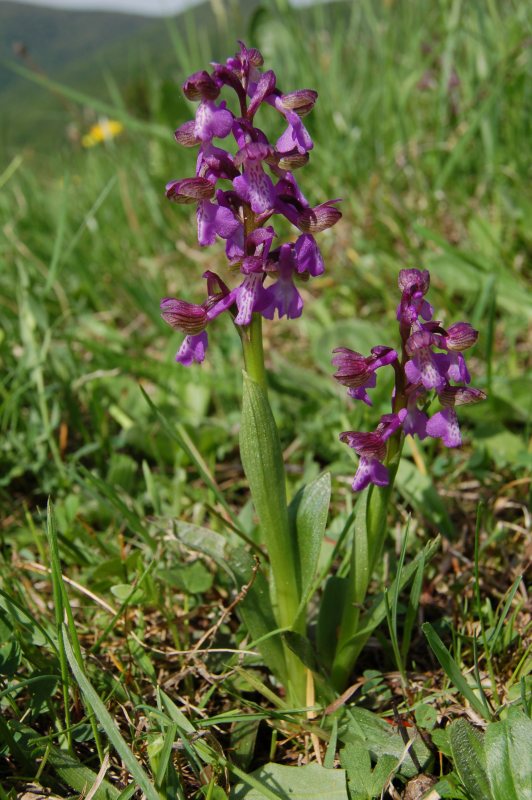Červenohlav obyčajný - Anacamptis morio