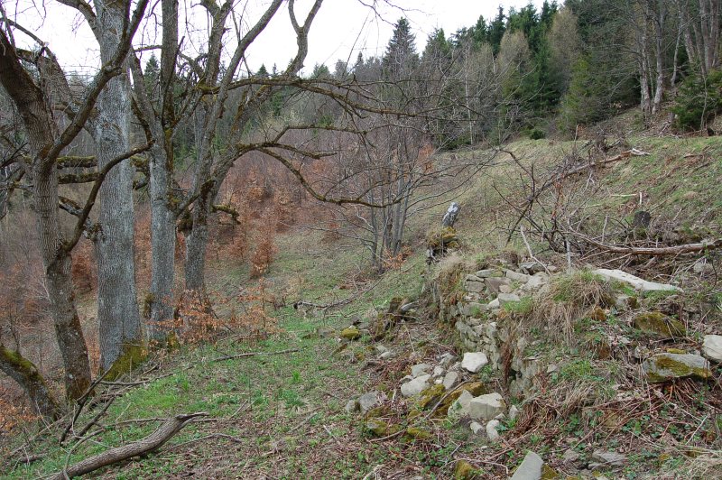 Usadlosť Michala Starinského a vysadené jasene na priedomí