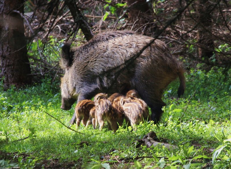 Diviak lesný - Sus scrofa