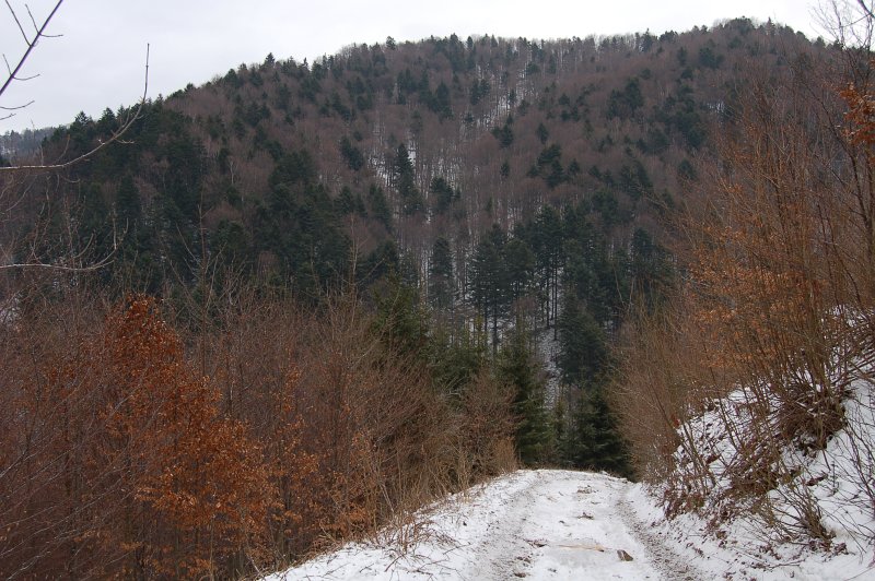 Čeperda