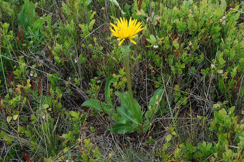 Prasatnica jednoúborová (Hypochoeris uniflora)