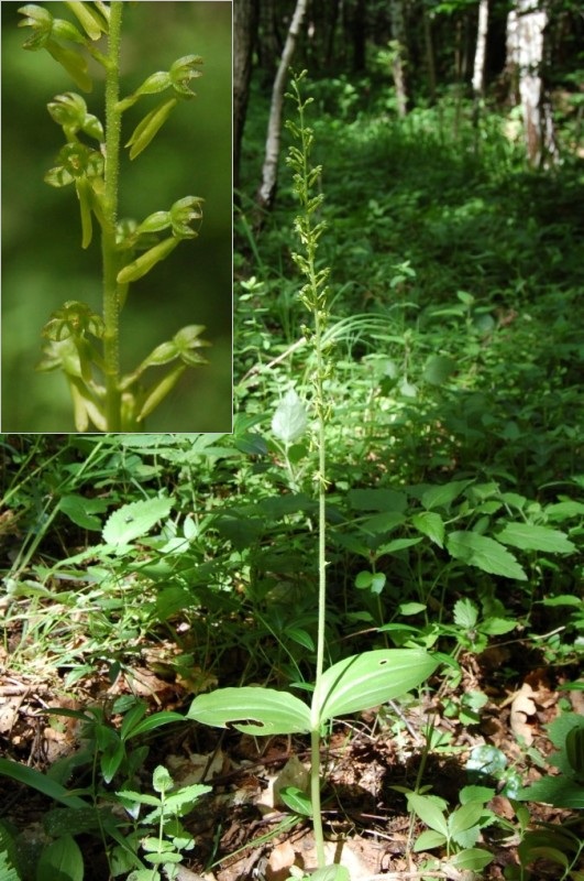 Bradáčik vajcovitolistý - Listera ovata