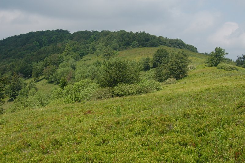 Národná prírodná rezervácia Čergovský Minčol