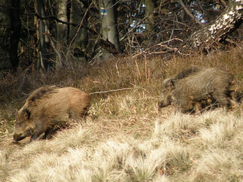 Diviak lesný - Sus scrofa