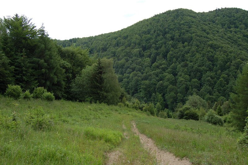 Ostrá. V popredí horská lúka zarastajúca vysadenými smrekmi a smrekovcami