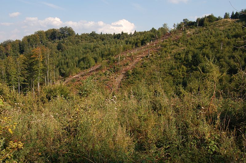 Premenené lesy nad Livovskou Hutou