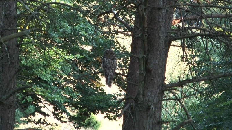 Sova dlhochvostá (Strix uralensis)