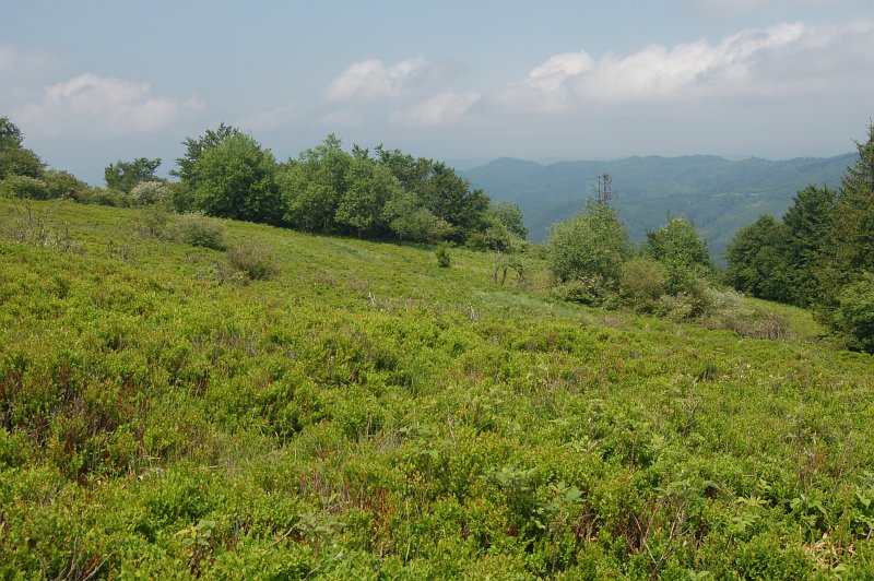 Národná prírodná rezervácia Čergovský Minčol