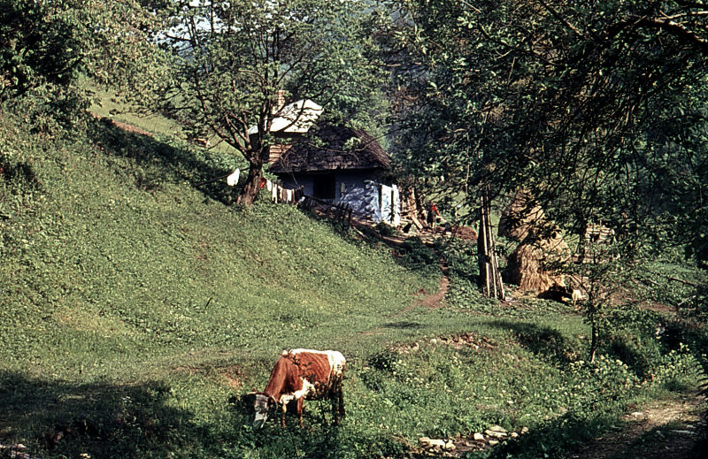 Drevenica v osade Ambrušovce