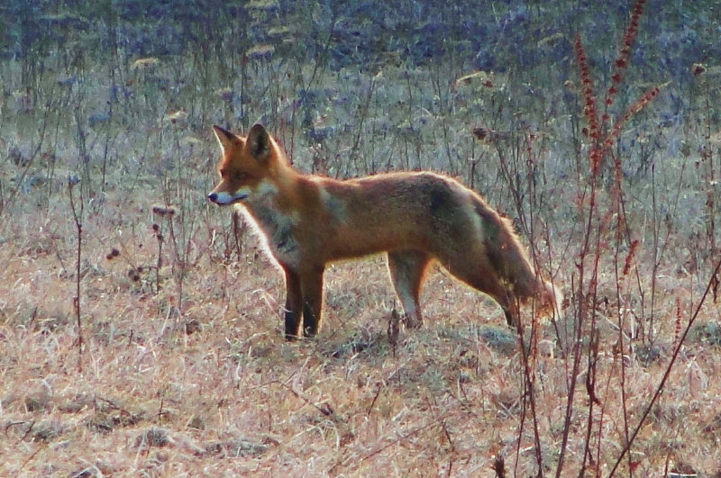 Líška hrdzavá - Vulpes vulpes