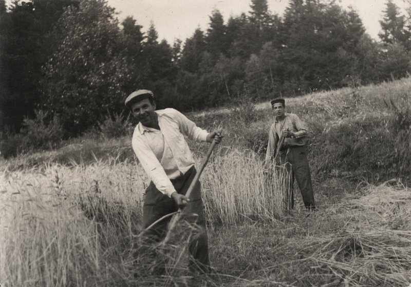 Ručná žatva obilia pri osade Baranie. Bratia Blaščákovci.