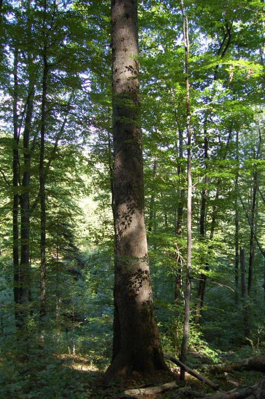Jedľa biela (Abies alba). Obvod kmeňa 3,55 m