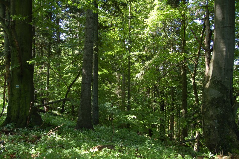 Starší jedľovobukový les nad Krížmi