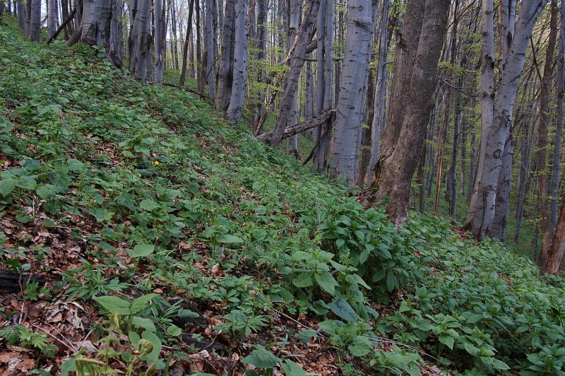Národná prírodná rezervácia Čergovská javorina
