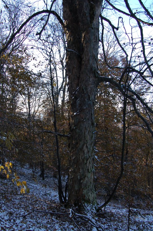 Javor horský (Acer pseudoplatanus)