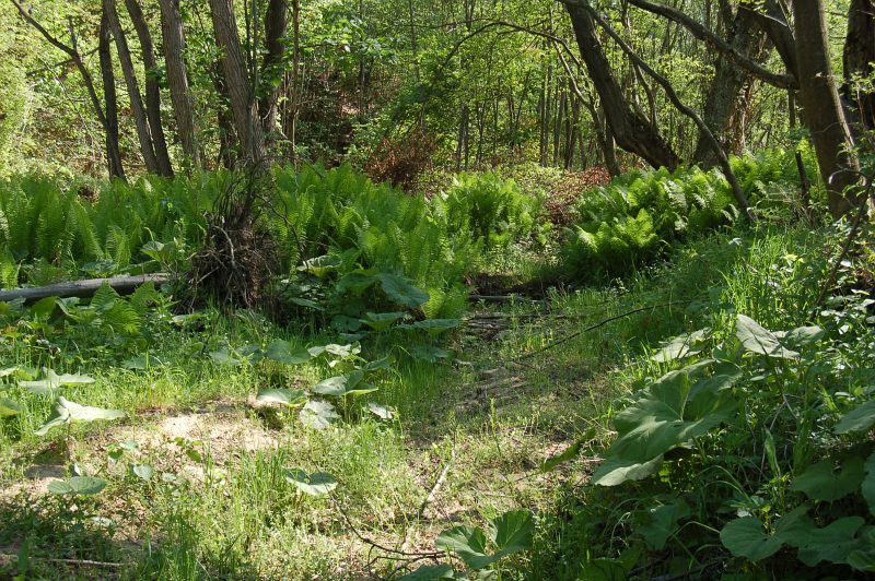 Prírodná rezervácia Livovská jelšina