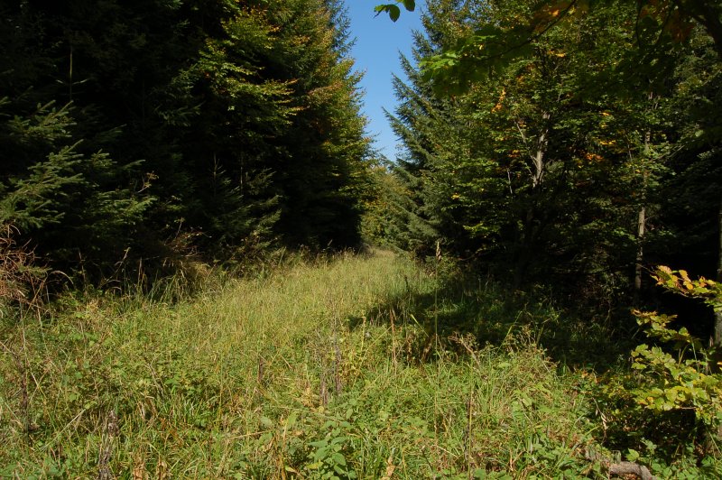 Národná prírodná rezervácia Čergovský Minčol