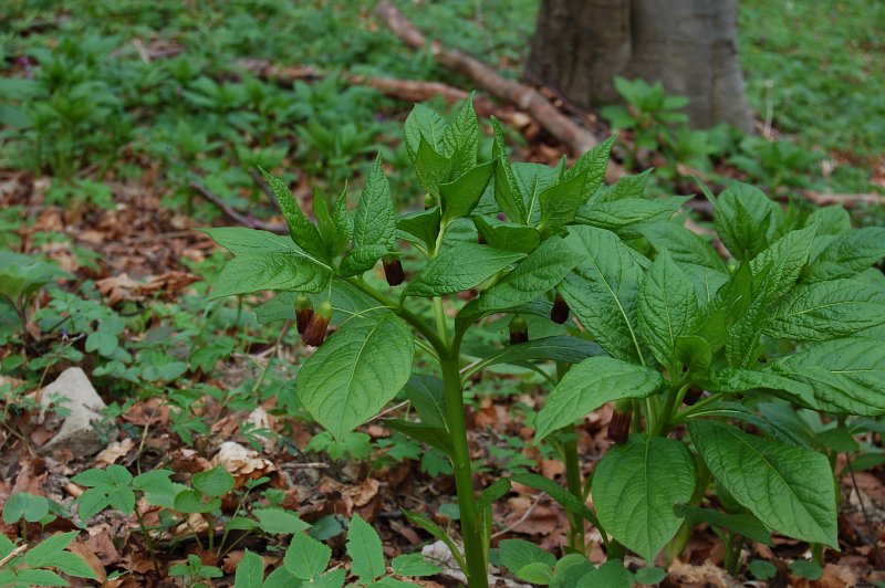 Skopólia kranská (Scopolia carniolica Jacq.)