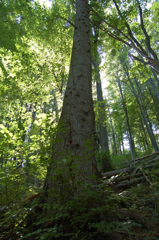 Jedľa biela (Abies alba). Obvod kmeňa 3,55 m