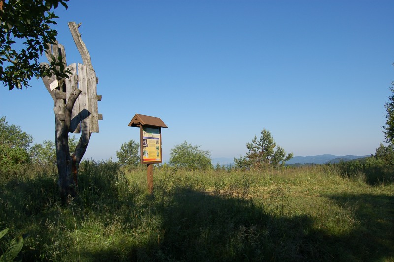 Vrch Čergov so samorastom a tabuľou označenia vrchola