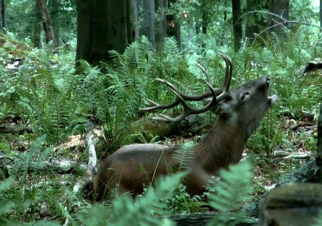 Jeleň lesný (Cervus elaphus)