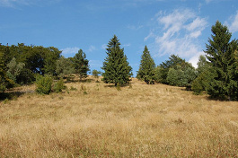 Dvoriská