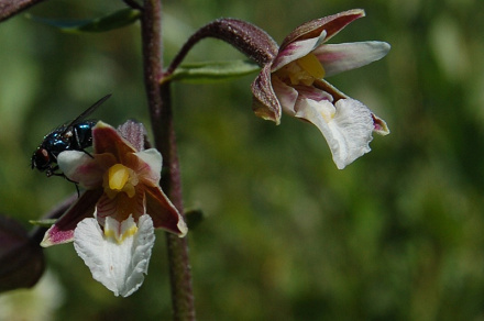 Orchidey Čergova