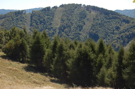 Škaredé