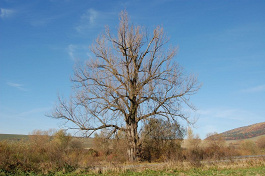 Topoľ pri Ľutine