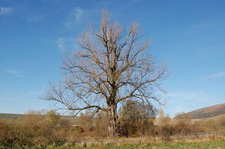 Topoľ čierny (Populus nigra)