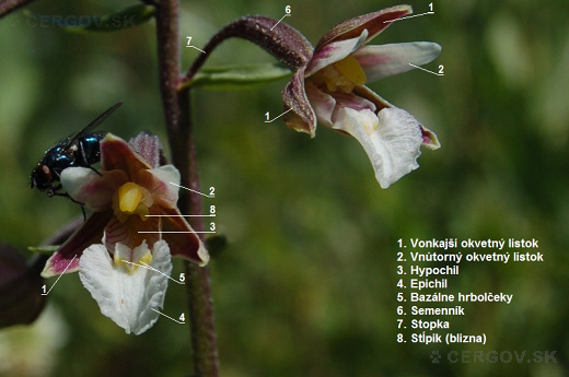 Morfológia orchidey