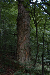 Javor horský (Acer pseudoplatanus)