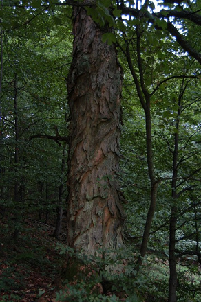 Javor horský (Acer pseudoplatanus)