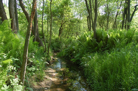Livovská jelšina