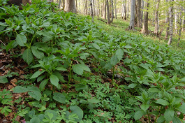 Skopólia kranská (Scopolia carniolica Jacq.)