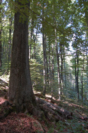 Livovský jaseň s obvodom kmeňa 3,3 m. Jaseň štíhly (Fraxinus excelsior)