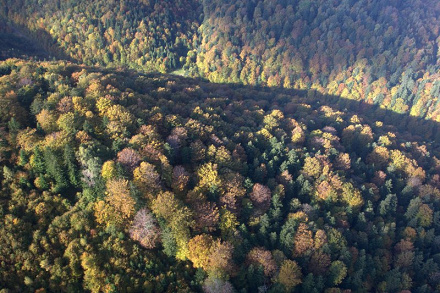 Čergov Forest Monitor: Metodika