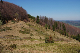 Horská lúka v Sedle pod Dlhou